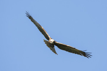 Fototapeta na wymiar Marsh harrier female flying in sky. Beautiful mighty brown hawk. Bird in wildlife.