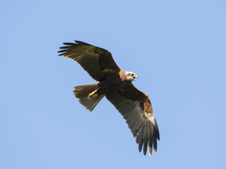 Marsh harrier female flying in sky and screaming. Beautiful mighty brown hawk. Bird in wildlife.