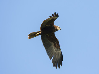 Marsh harrier female flying in sky and screaming. Beautiful mighty brown hawk. Bird in wildlife.