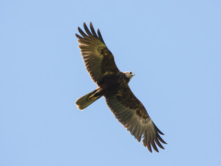 Marsh harrier female flying in sky. Beautiful mighty brown hawk. Bird in wildlife.