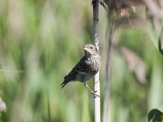 Common rosefinch young perched on reed. Cute little brown spotted songbird with strong beak. Bird in wildlife.