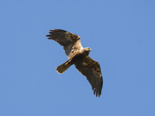 Marsh harrier young flying in sky. Beautiful mighty brown hawk. Bird in wildlife.