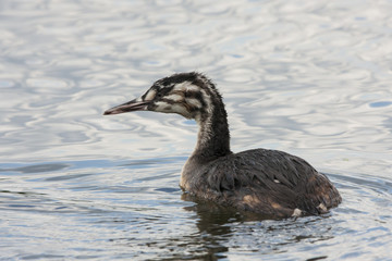 Great crested grebe young swimming on water. Cute funny waterbird. Bird in wildlife.