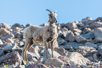 Colorado Rocky Mountain Bighorn Sheep