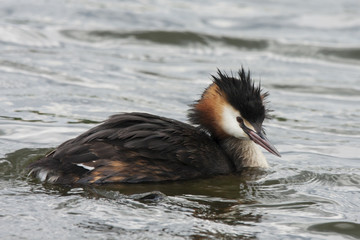 Great crested grebe looking for fish. Cute beautiful orange-black waterbird. Bird in wildlife.