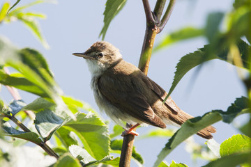 Blyth's reed warbler sitting on branch of tree. Cute little songbird. Bird in wildlife.