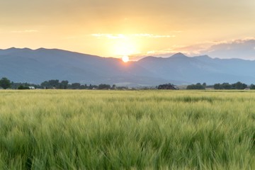 Fototapeta na wymiar Summer Wheat Sunset