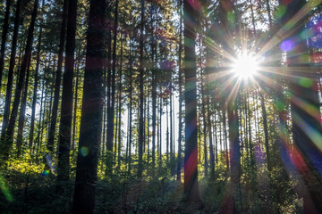 Fototapeta na wymiar Sonne im Wald