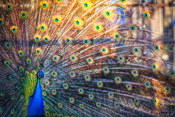 Obraz premium a male peacock with a full-blown tail