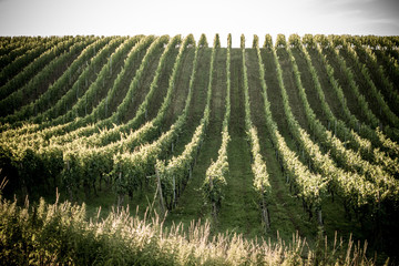 Fototapeta premium Weinberge im Sommer