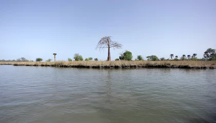 Gardinen african landsacpe with river and huge tree © agarianna
