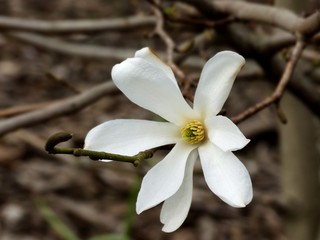 magnolia