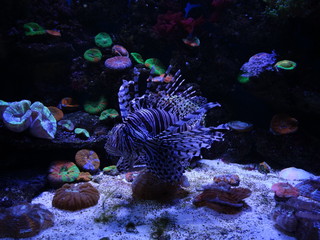 fish