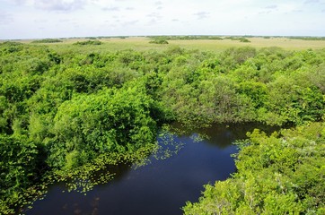 Fototapeta na wymiar les Everglades vers shark valley