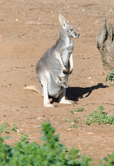 Naklejka premium mammal