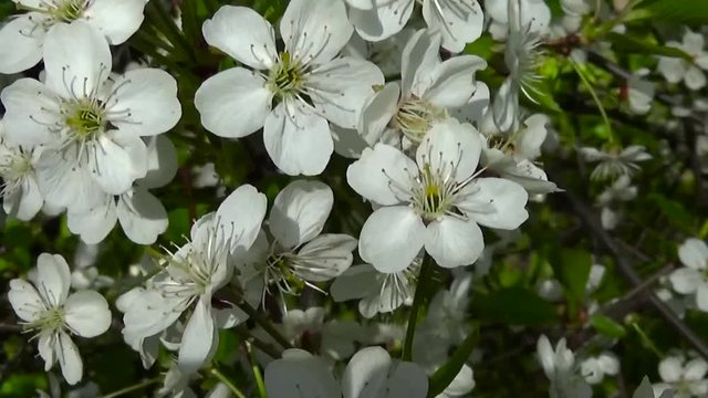 Blossom tree cherry branch blooming on wind. Video footage shutting static camera.