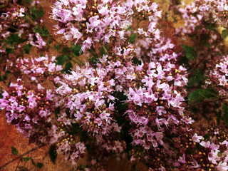 Grunge, texture, decorative, romantic, floral, background, color, flower, art, retro, old, nature, textile, paper, graphic, wallpaper, vintage, scrapbooking, textured, pattern, design, beautiful, abst