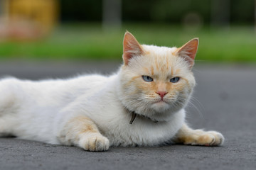 Beautiful red cat lying on the road and resting