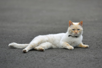 Fototapeta na wymiar Beautiful red cat lying on the road and resting