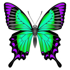 Bright beautiful green butterfly. Vector illustration isolated.