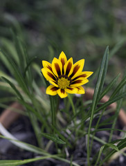 Single yellow flower