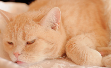 Peaceful Orange Red Tabby Cat Sleeping In His Bed On Blanket