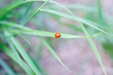 Ladybird macro and green grass