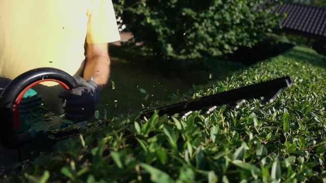 Gardener trimming hedge in garden with electric trimmer for hedge.