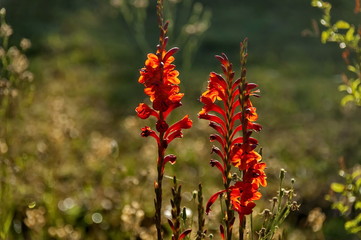 Decorative red garden flowers in Royal Natal Park Drakensberg mountain, South Africa