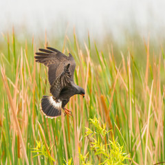 Snail Kite decending