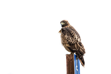Hawk on a sign