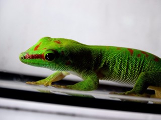 lizard