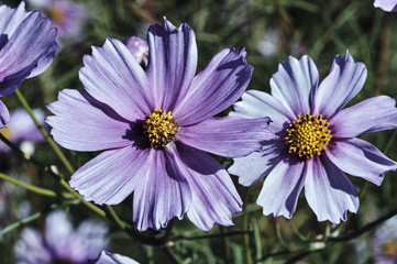 Group of flowers senetti in the garden in summer in Poland.