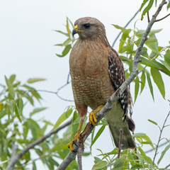 Florida Red-shouldered Hawk