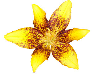 blossom, beauty, nature, flora, lily, floral, green, beautiful, bouquet, summer, yellow, flower, petal, isolated, plant, holiday, life, white, background, lilly, macro, bloom, smell, orange, fragility