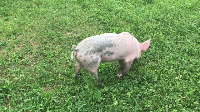 Gl&uuml;ckliches Bio Schwein, Ferkel mit artgerechter Auslaufhaltung weidet auf gr&uuml;ner Wiese und frisst Gras