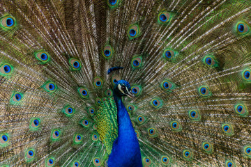 Obraz premium Peacock