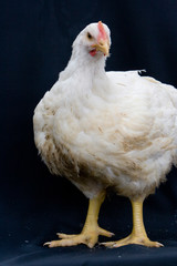 GRANJA DE AVES