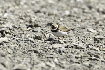 Adult Common Ringed Plover