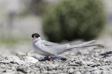 Fototapeta premium Arctic Tern Close Up