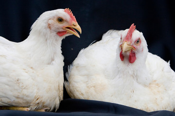 GRANJA DE AVES