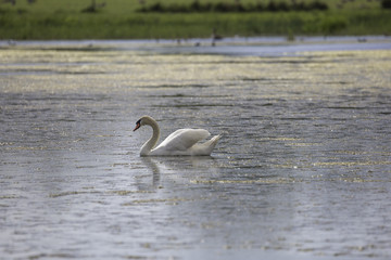 Mute Swan in Water