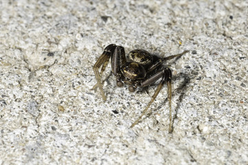 Small Spider Close Up