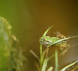 mała zielona żabka przyczajona w wodzie