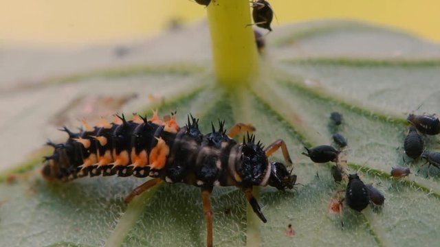 Harlequin ladybird (Harmonia axyridis) larva eating aphid. Predatory beetle larva in family Coccinellidae feeding on blackfly