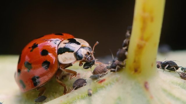 Harlequin ladybird (Harmonia axyridis) adult eating aphid. Predatory beetle in family Coccinellidae feeding on blackfly
