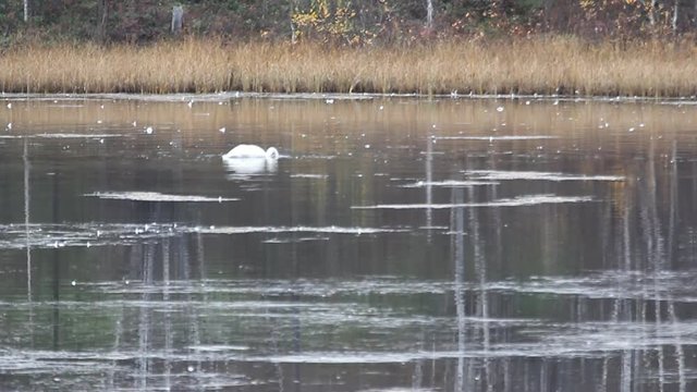 Whooper swan (Cygnus cygnus) feed and rest on taiga river during autumn migration, bird stirs up silt by leggs and flipped upside down

