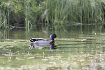 Male Mallard in Water