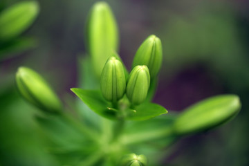 kwiat detal - lilie