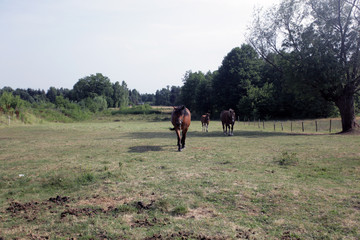 konie na pastwisku przy drodze